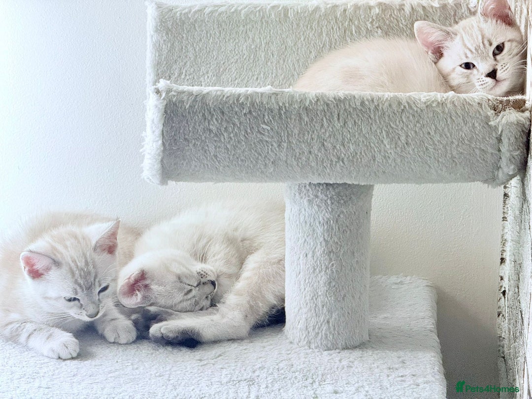 Bengal cats for sale: Pure bred Snow Bengal / Snow Leopard kittens - Image 17