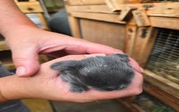 Mini Lop rabbits for sale: Stunning selection of mini lops ready for securing - Image 4
