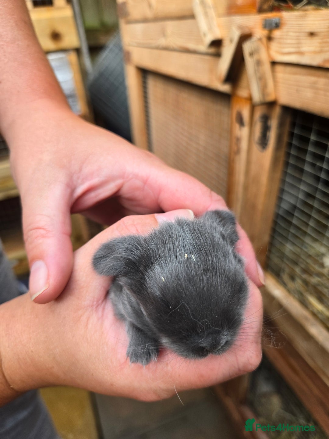 Mini Lop rabbits for sale: Stunning selection of mini lops ready for securing - Image 4
