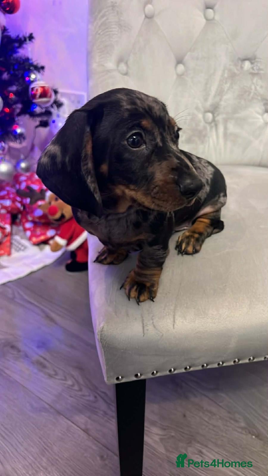 Miniature Dachshund dogs READY TO LEAVE Miniature Dachshund - Advert 12