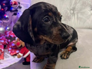 Miniature Dachshund dogs READY TO LEAVE Miniature Dachshund - Advert 12