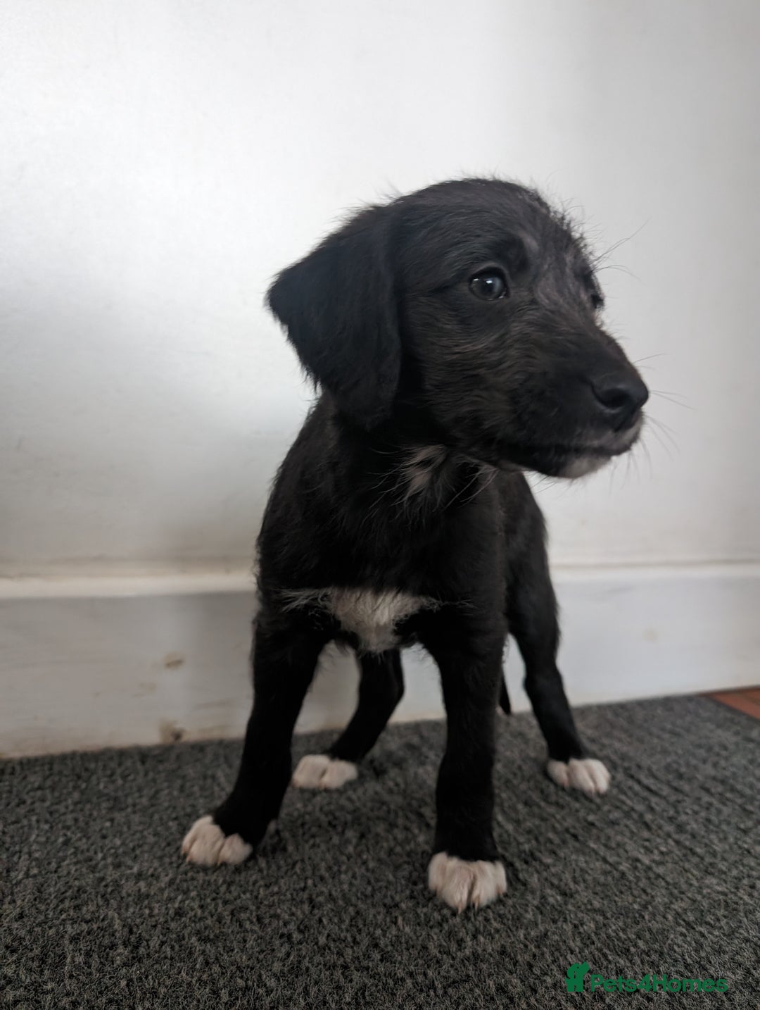 Mixed Breed dogs for sale: Highest Quality Bedlington Whippets  - Advert 10