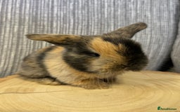 Mini Lop rabbits for sale: Pure mini lops  - Image 1