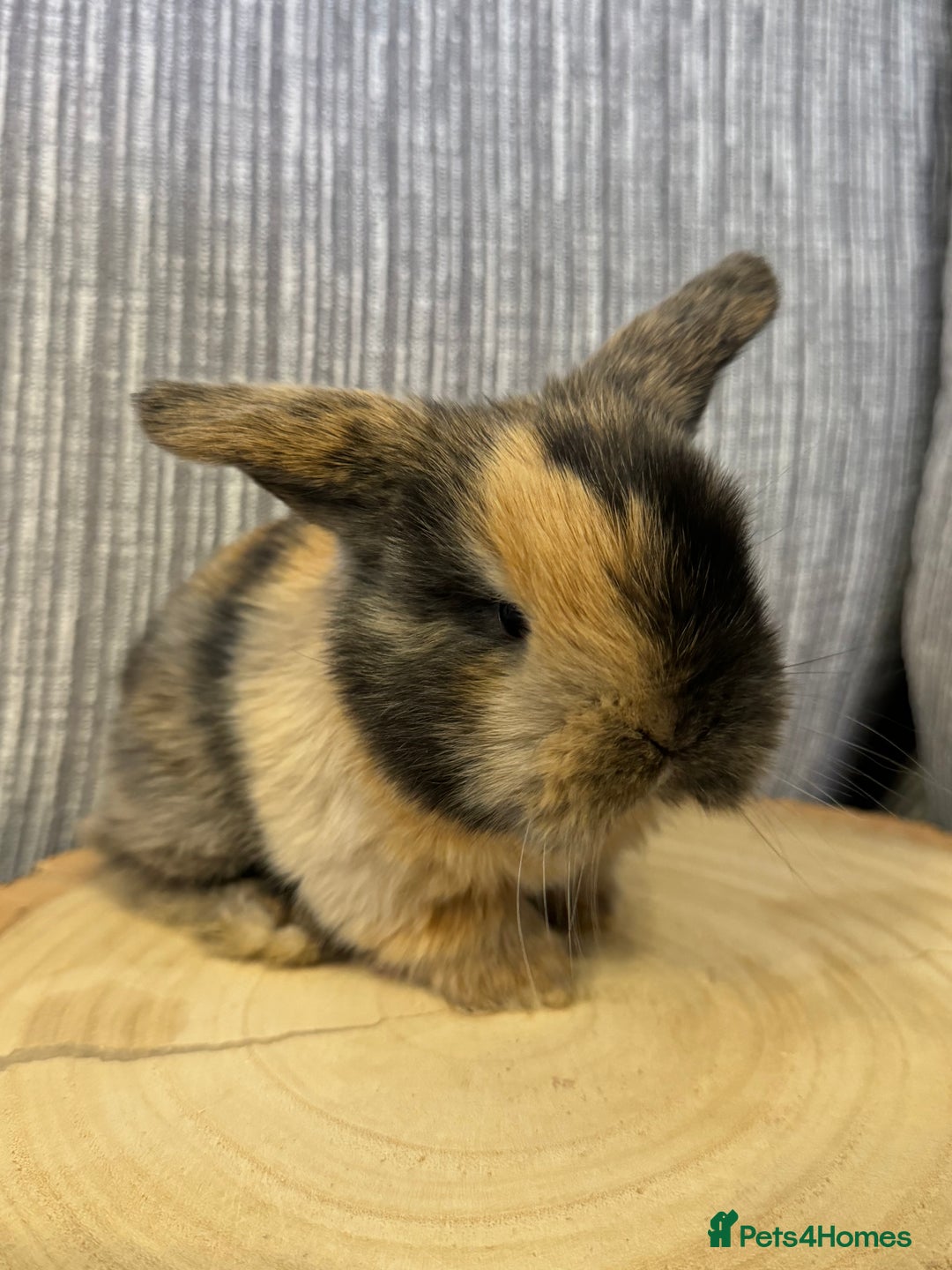 Mini Lop rabbits for sale: Pure mini lops  - Image 1