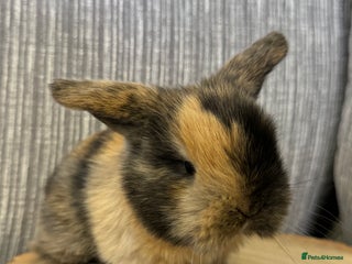 Mini Lop rabbits for sale - Advert 1