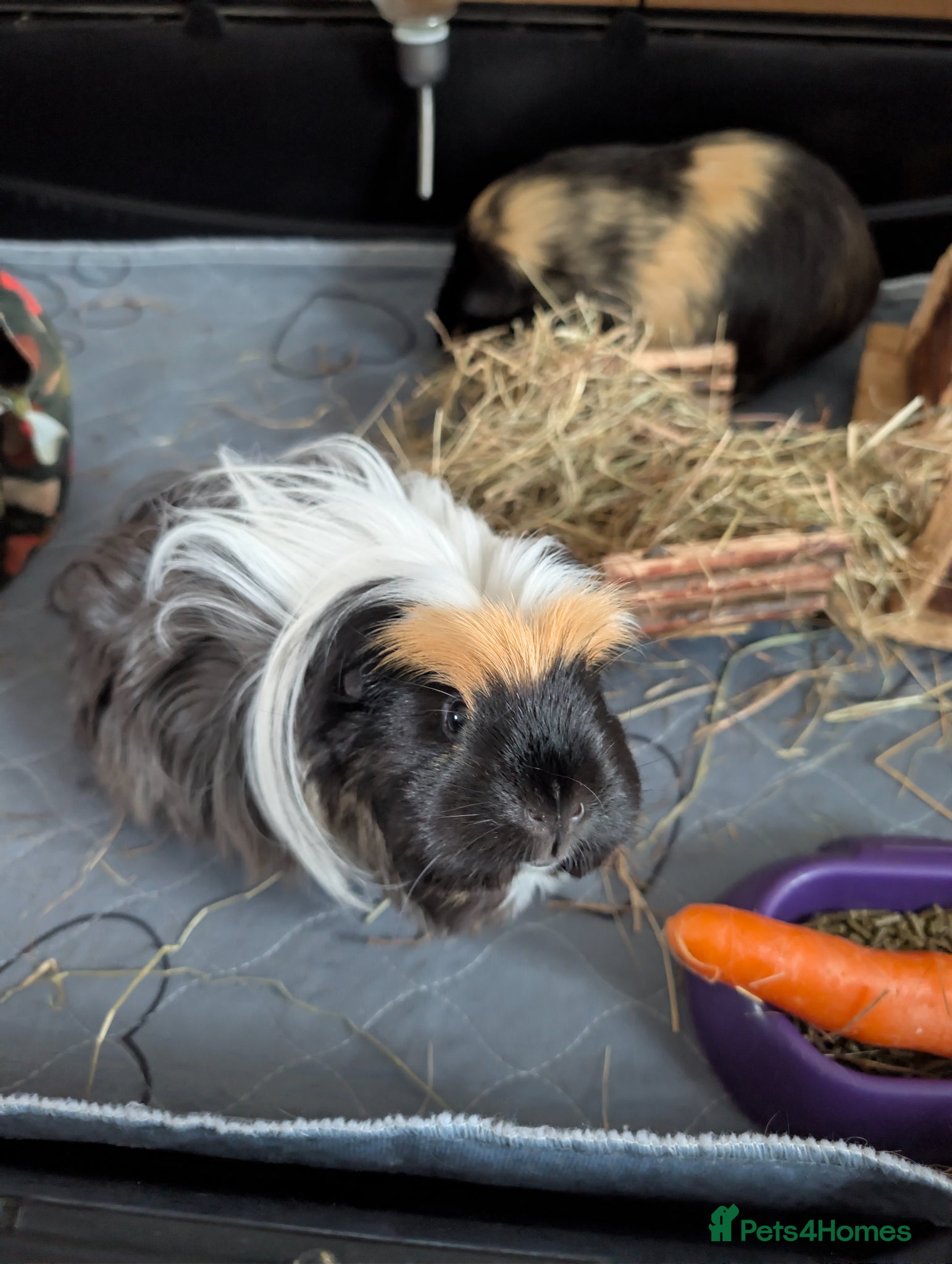 Guinea Pig rodents for sale: 2 female guinea pigs  in Prestonpans - Advert 3