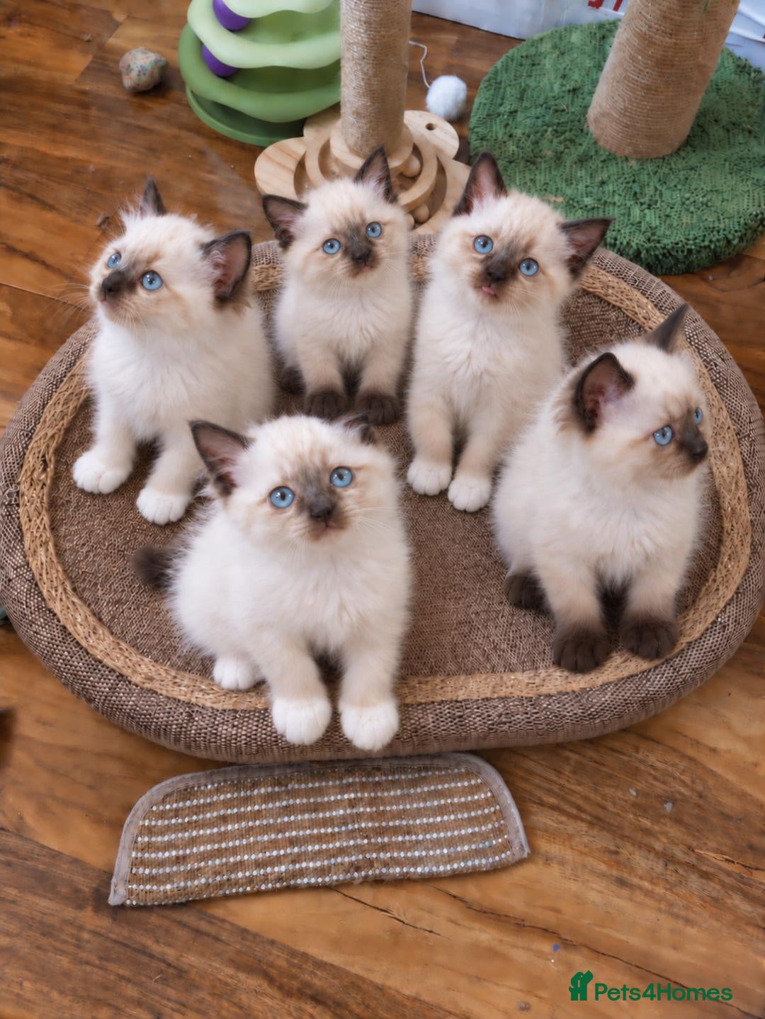 Siamese cats Siamese crosed with Ragdol - Advert 1