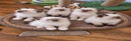 Siamese cats for sale: Siamese crosed with Ragdol - Advert 1