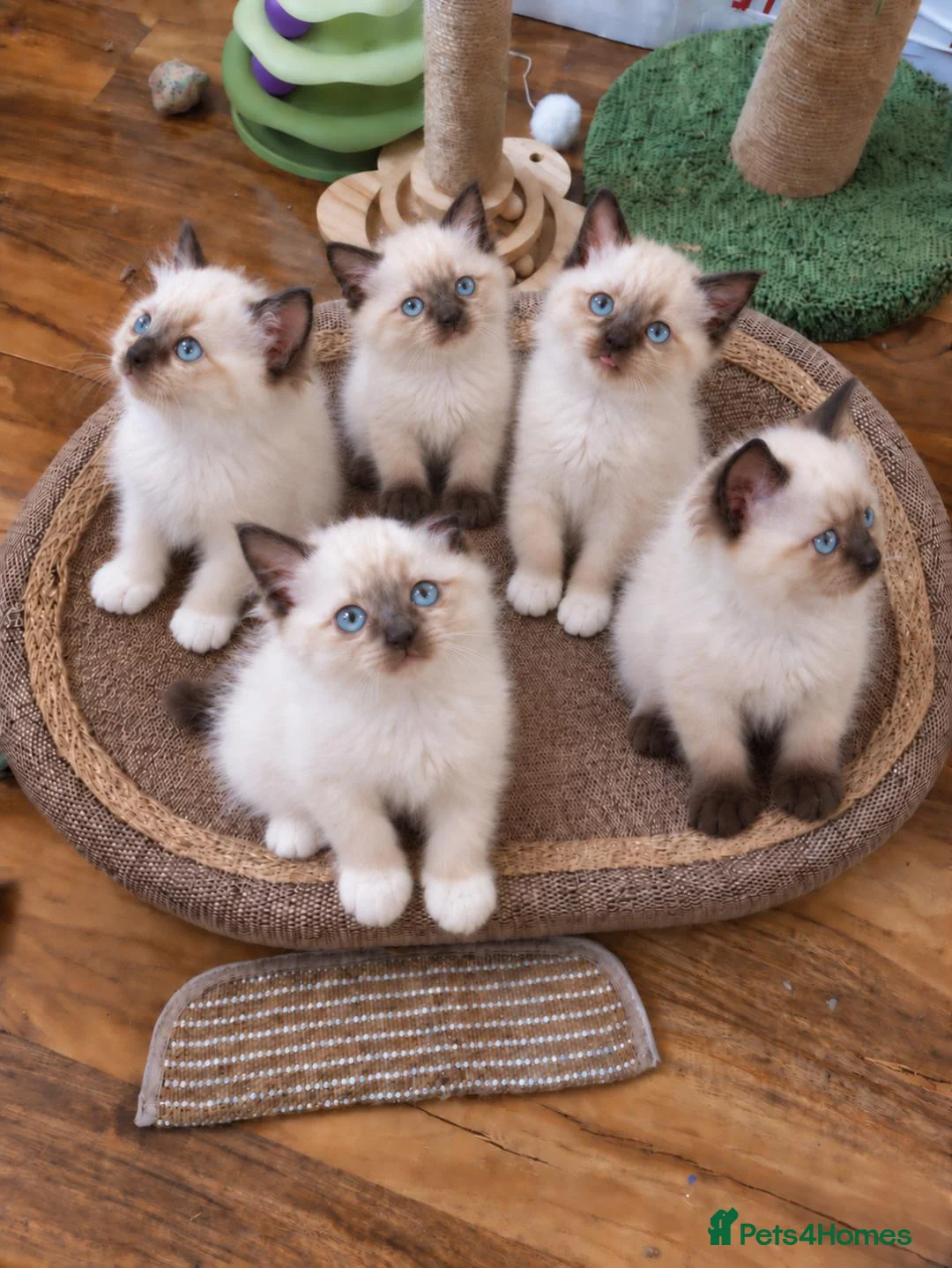 Siamese cats for sale: Siamese crosed with Ragdol - Advert 1