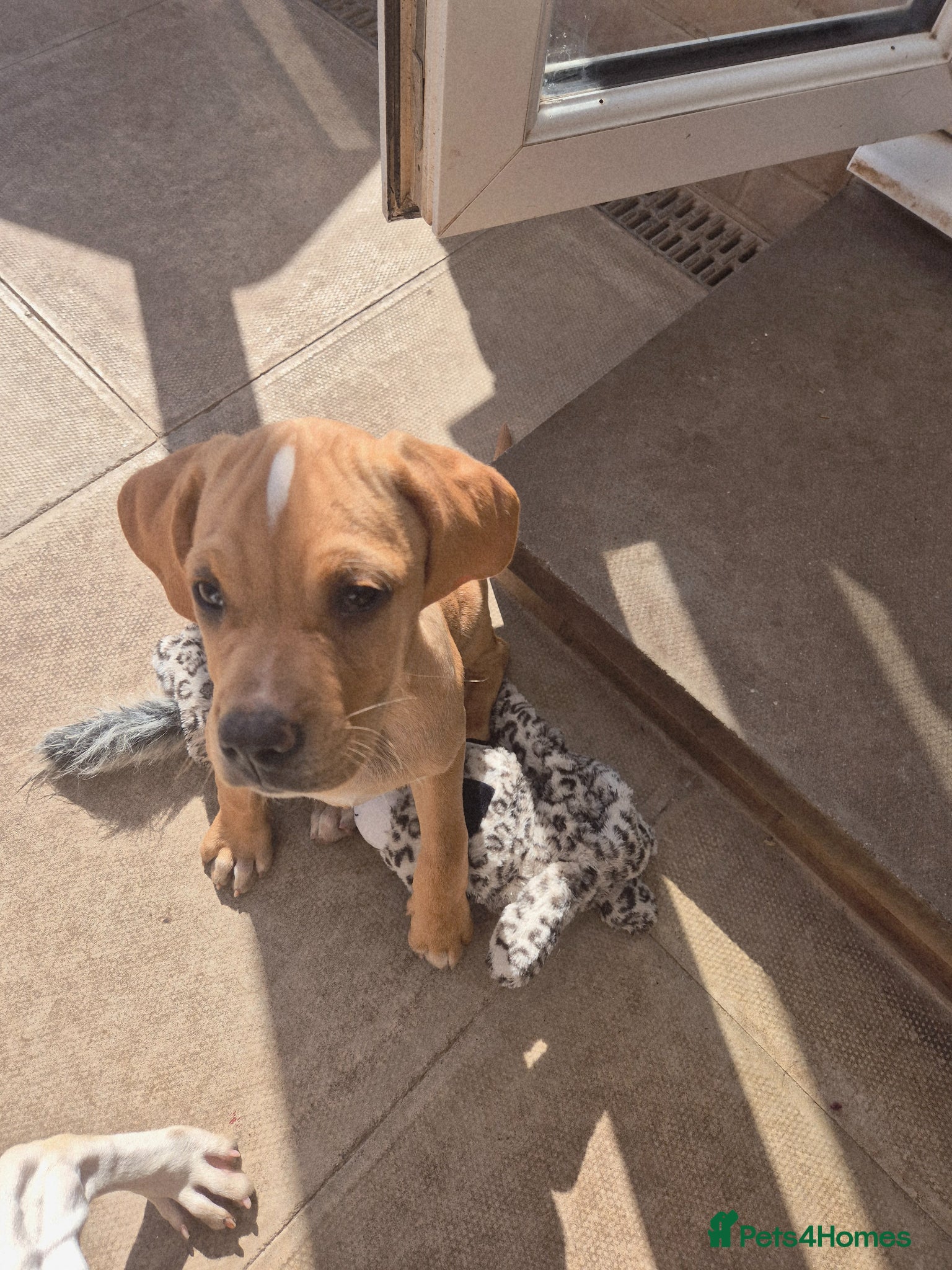 Pointer dogs Portuguese pointer puppy for sale - Advert 11