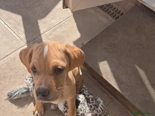 Pointer dogs Portuguese pointer puppy for sale - Advert 11