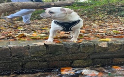 Pug dogs for sale: Rehoming our beautiful girl Bella :(  - Image 1