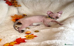 Sphynx cats for sale: 7 adorable Sphynx  looking for their forever home - Image 25