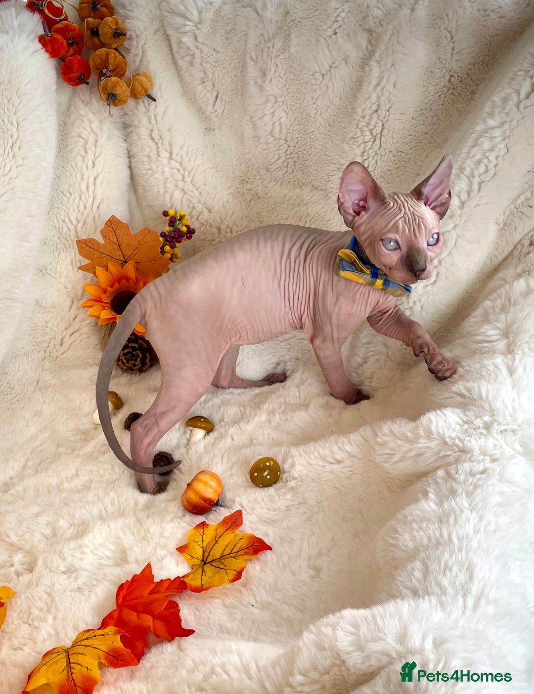 Sphynx cats for sale: 7 adorable Sphynx  looking for their forever home - Image 25