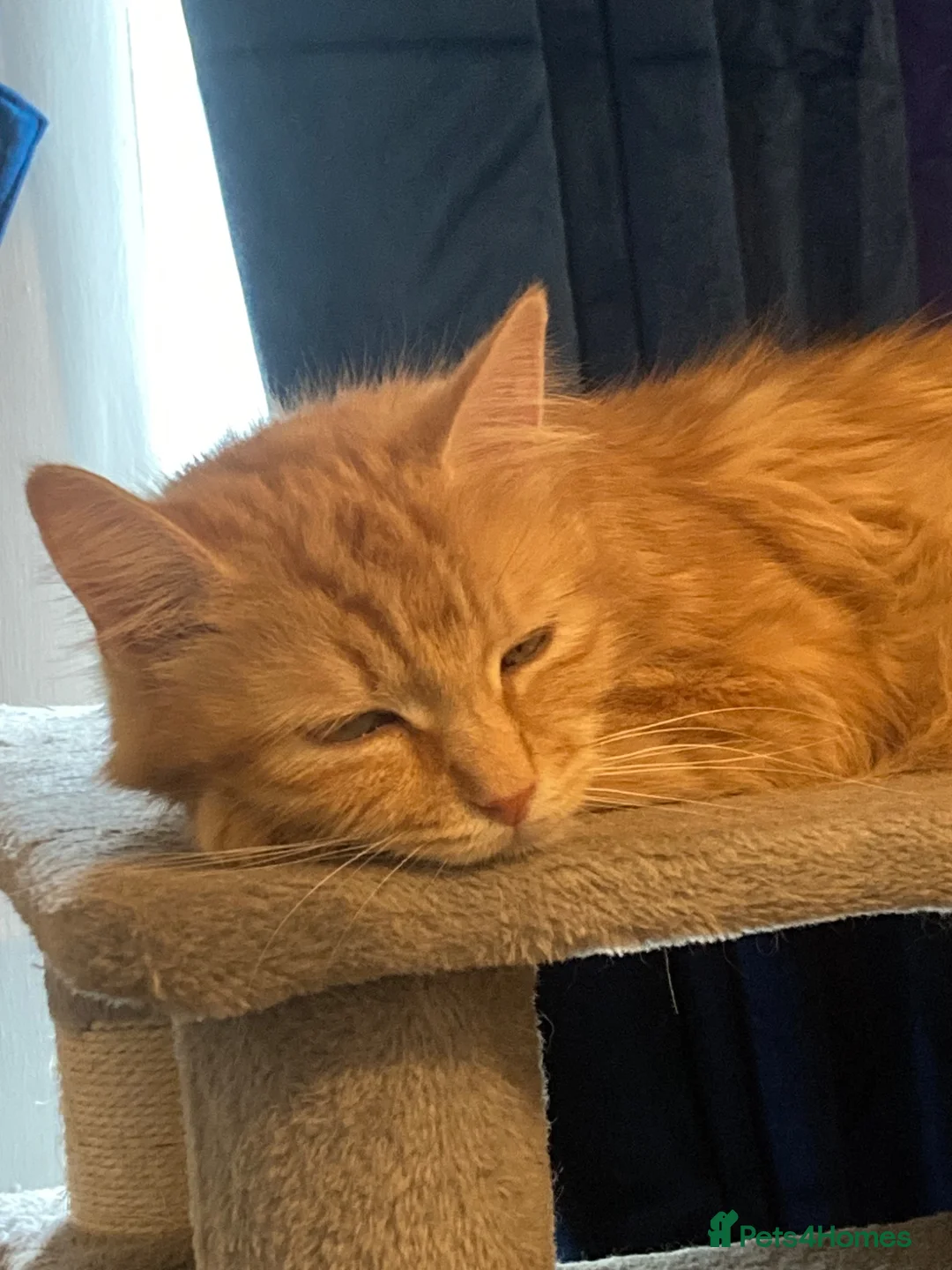 Domestic Shorthair cats for sale: Joyful little kittens - Advert 1