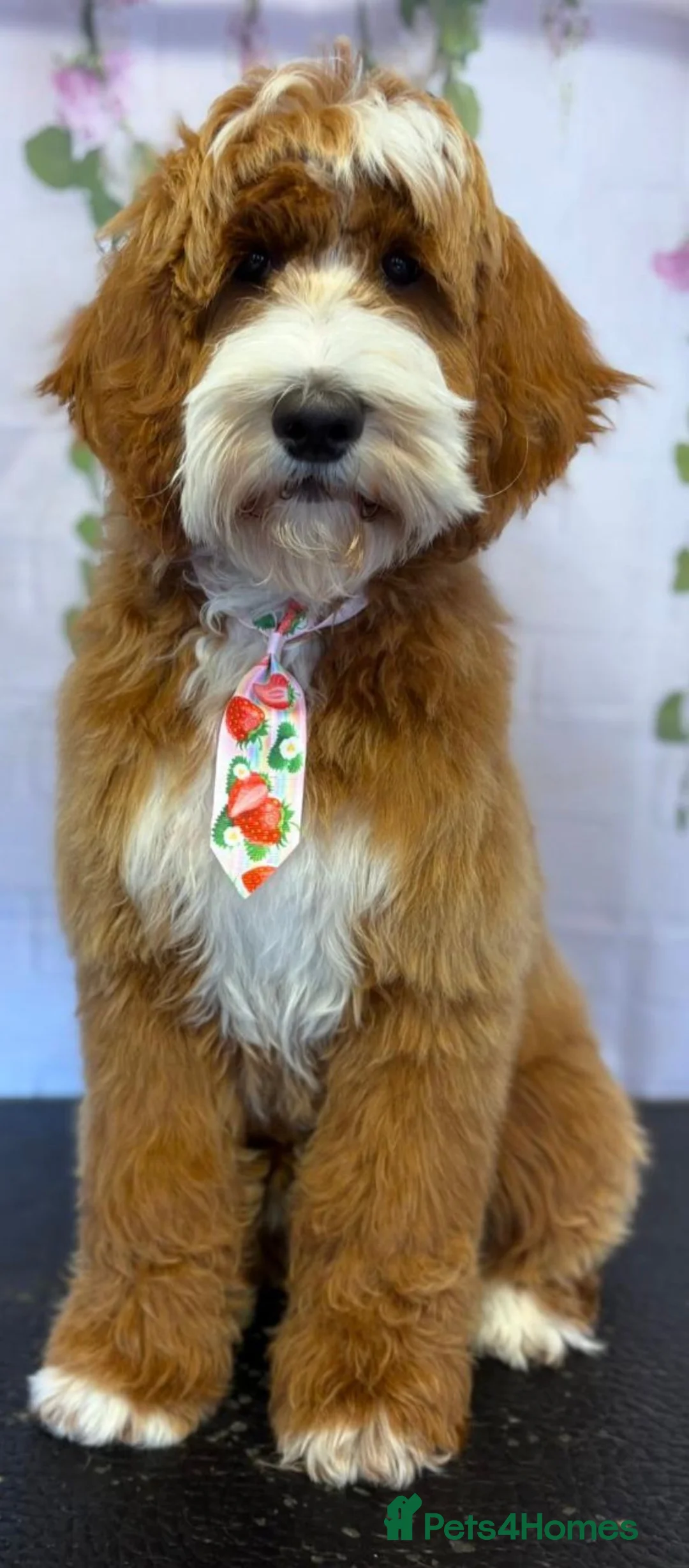 Australian Labradoodle dogs for sale: WAITING LIST Australian Labradoodles - RED & TUX  - Advert 34