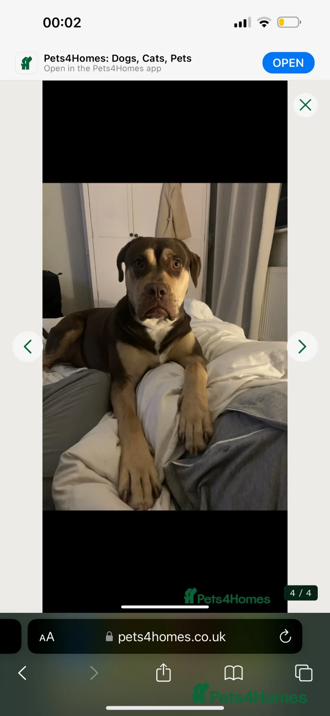 Mixed Breed dogs for sale: Female Dog  - Advert 2