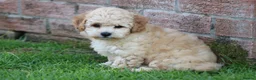 Cavapoochon dogs for sale: CAVAPOOCHON PUPPIES FOR SALE - Advert 21