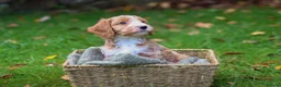 Cockapoo dogs for sale: F1 Cockapoos available 🐶 in Neath - Advert 9