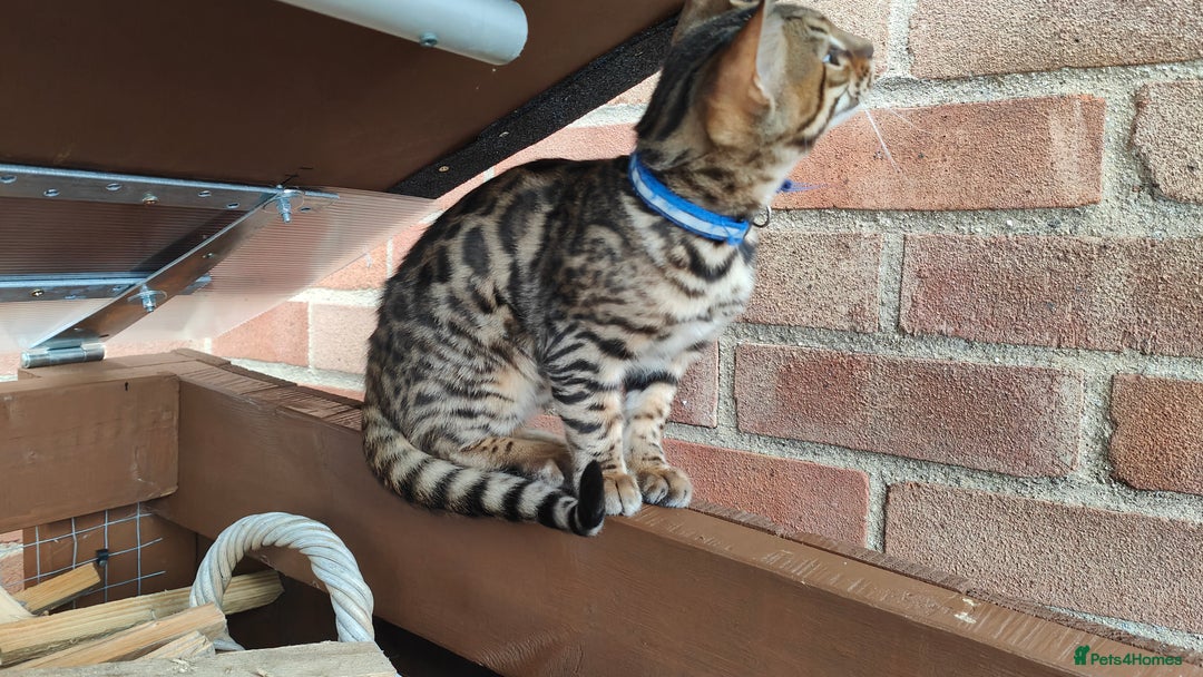 Bengal cats for sale: 1no. Female & 1no. Male Bengal Kittens available - Image 19