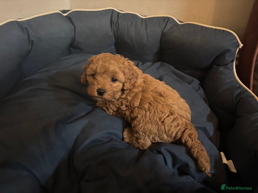 Cavapoo dogs for sale: Stunning cavapoo  - Advert 5