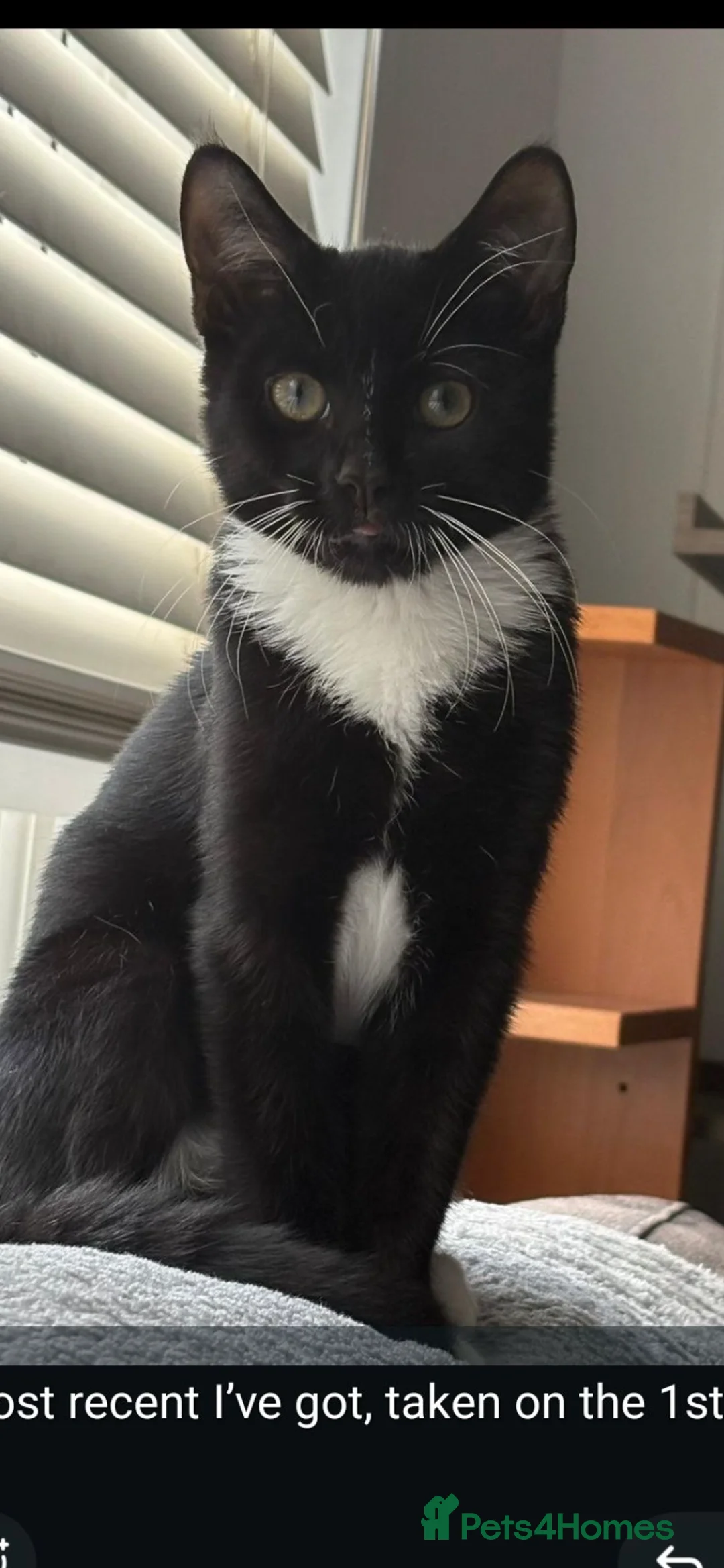 Mixed Breed cats for sale: Little boy kitten  - Advert 2