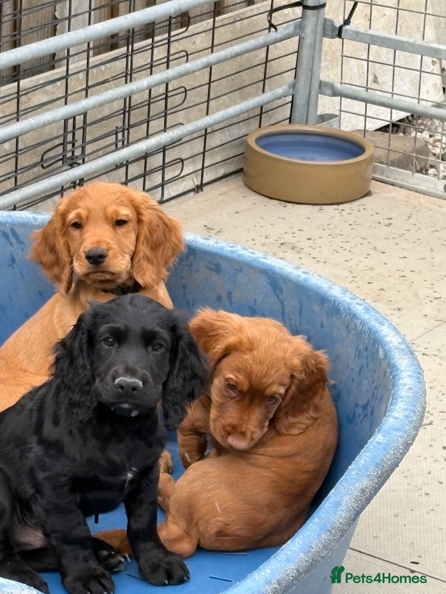 Cocker Spaniel dogs Well bred working cocker spaniel puppies - Advert 3