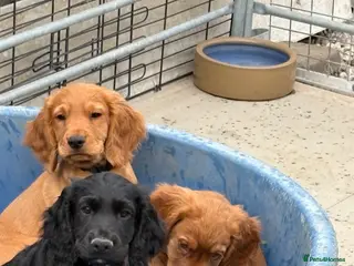 Cocker Spaniel dogs Well bred working cocker spaniel puppies - Advert 3