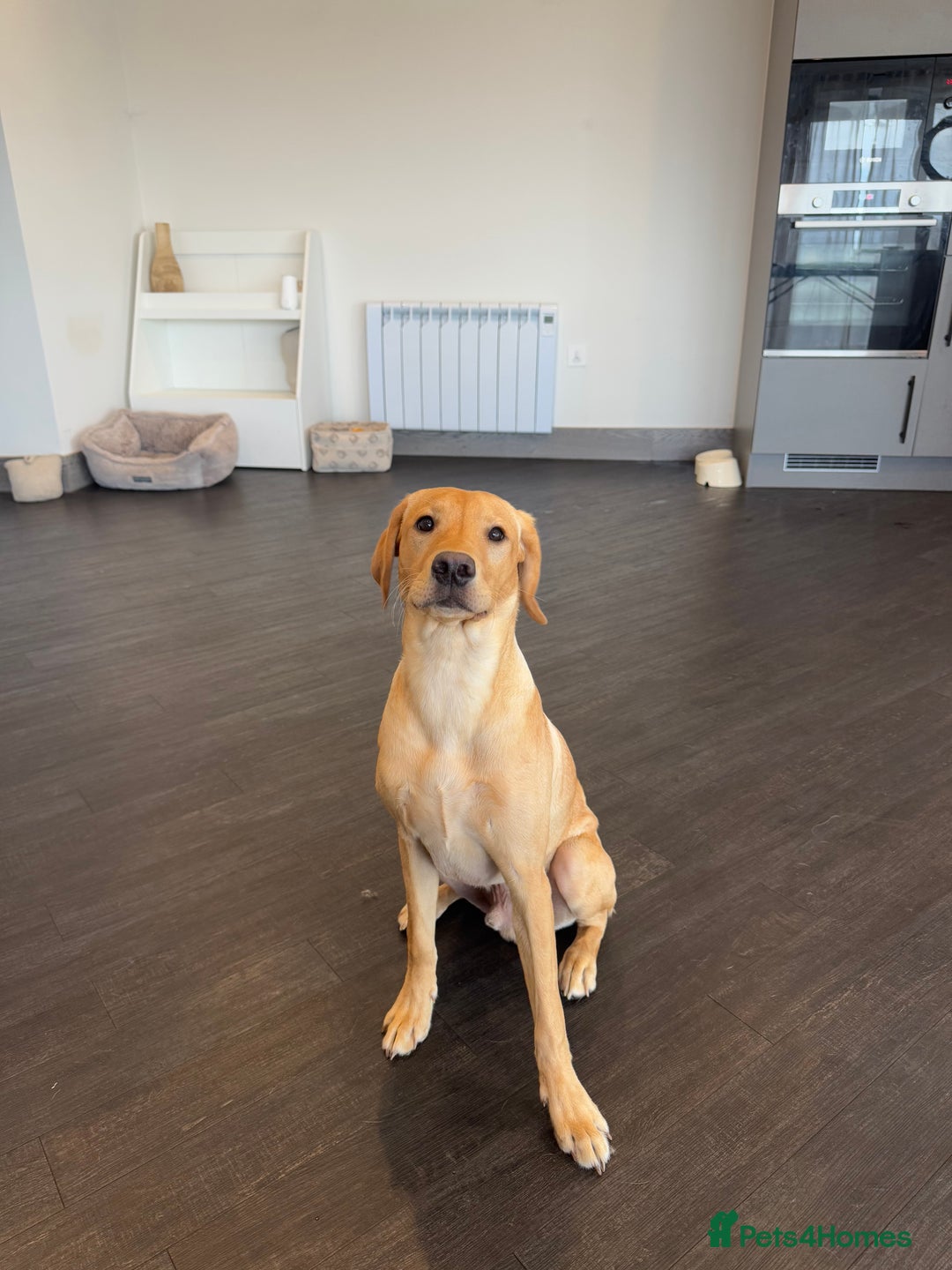 Labrador Retriever dogs for sale: Labrador  - Image 3