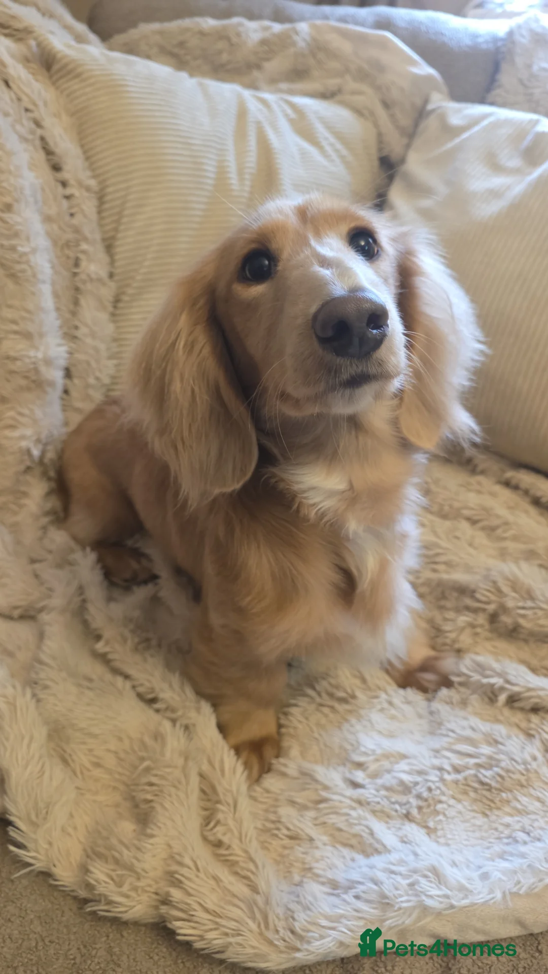 Miniature Dachshund dogs for stud: STUD white fluffy long hair mini dachshund  - Advert 2