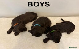 Cocker Spaniel dogs for sale: Gorgeous Full Cocker Spaniel Pups  - Image 22