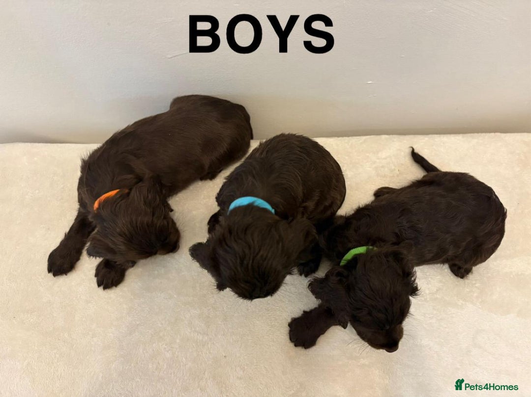Cocker Spaniel dogs for sale: Gorgeous Full Cocker Spaniel Pups  - Image 22