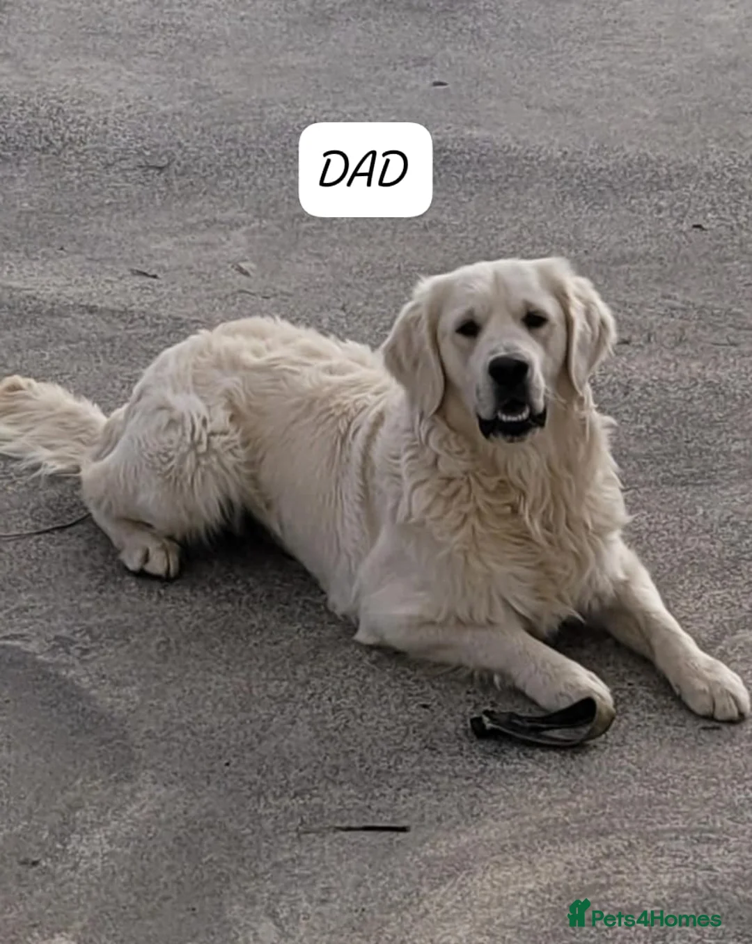 Golden Retriever dogs for sale: Fully health tested golden retriever puppies - Advert 3