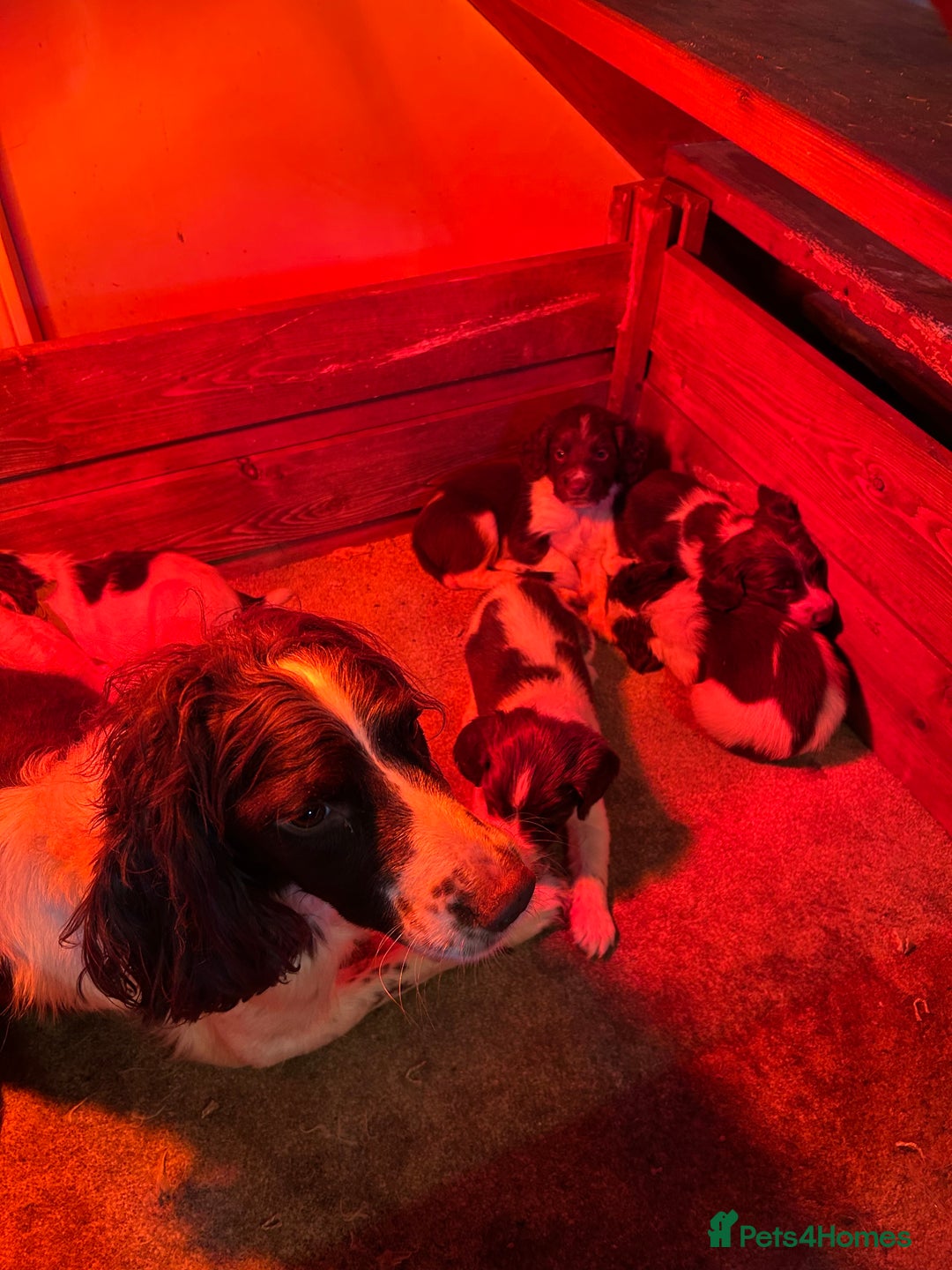English Springer Spaniel dogs for sale: Springer spaniel pups - Advert 5