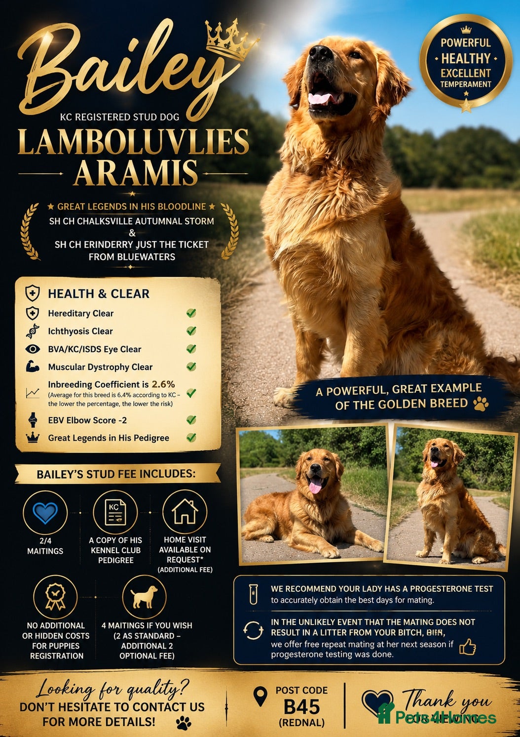 Golden Retriever dogs PROVEN Big Boned KC Golden Retriever STUD - Advert 20