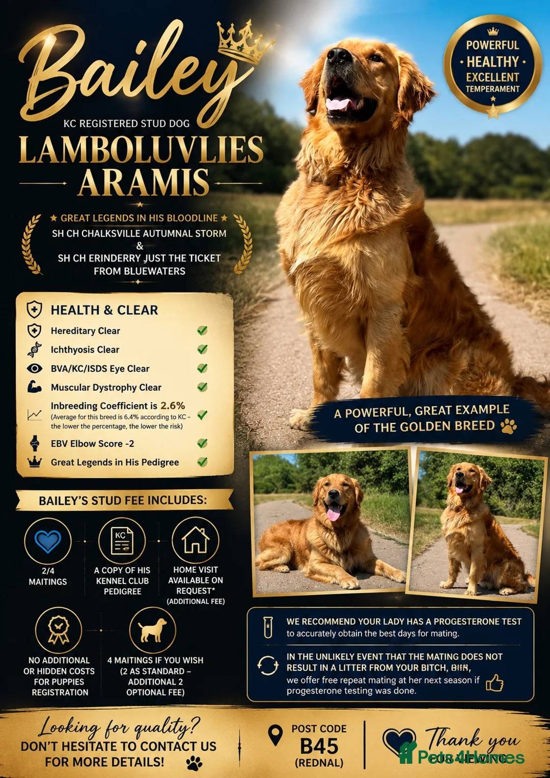 Golden Retriever dogs for stud: PROVEN Big Boned KC Golden Retriever STUD 💫 - Advert 1