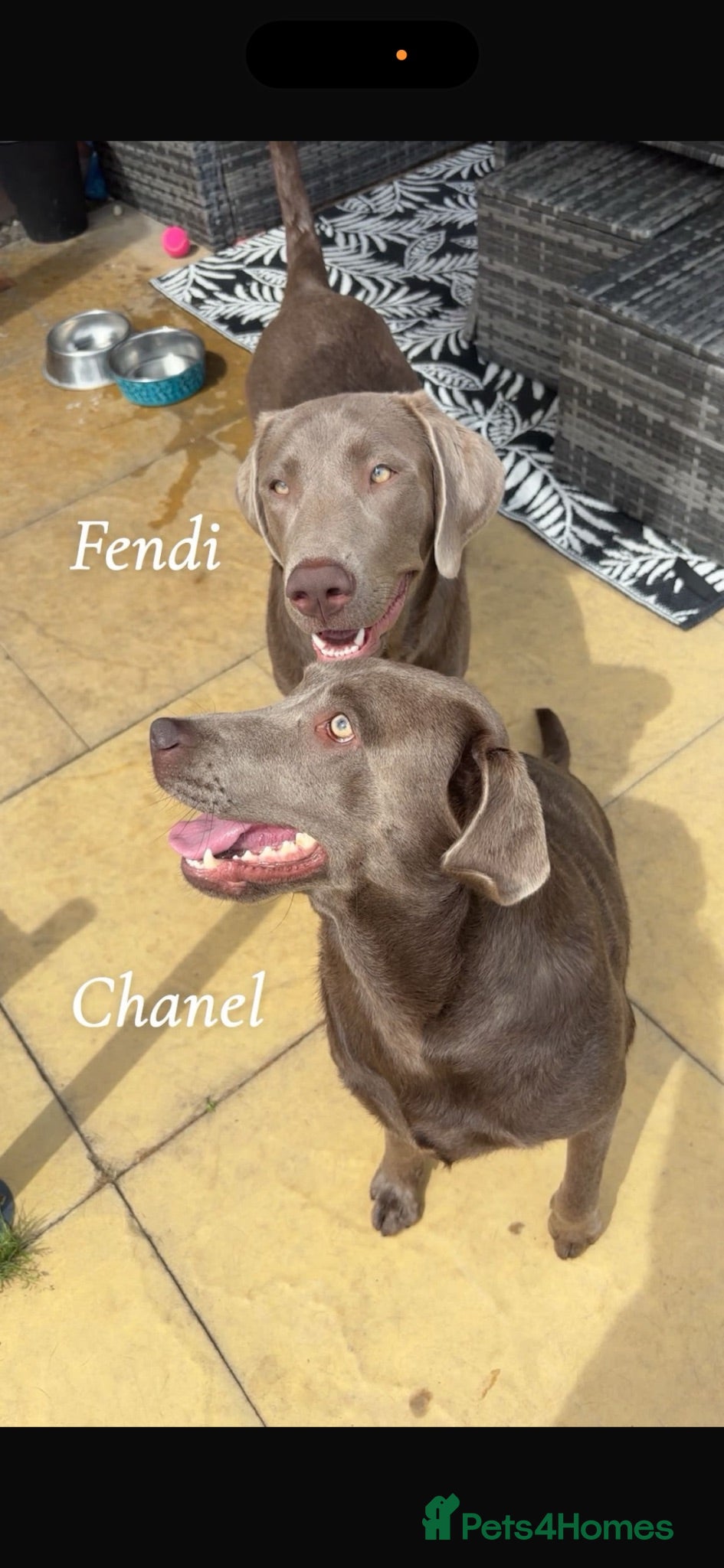 Labrador Retriever dogs Silver female  - Advert 7
