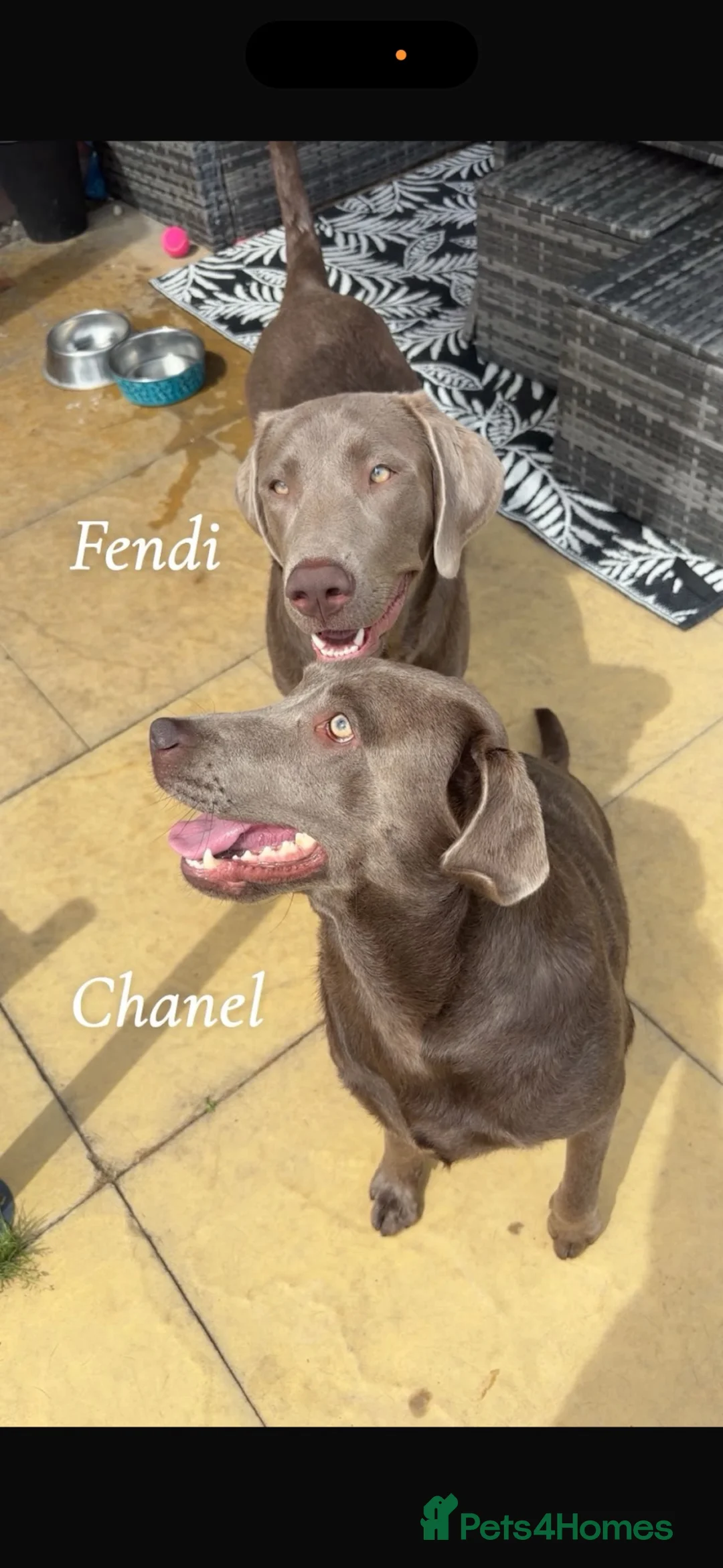 Labrador Retriever dogs for sale: Silver female  - Advert 1