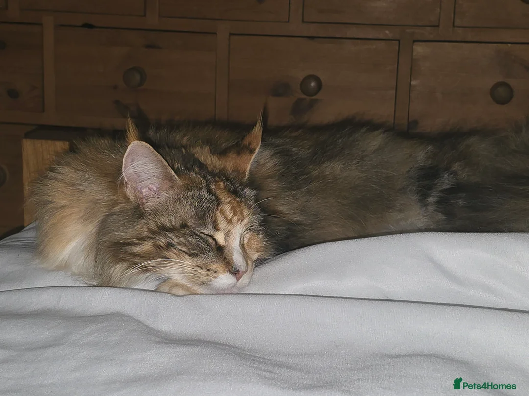 Mixed Breed cats for sale: Sisters looking for a new family home <3 - Advert 5