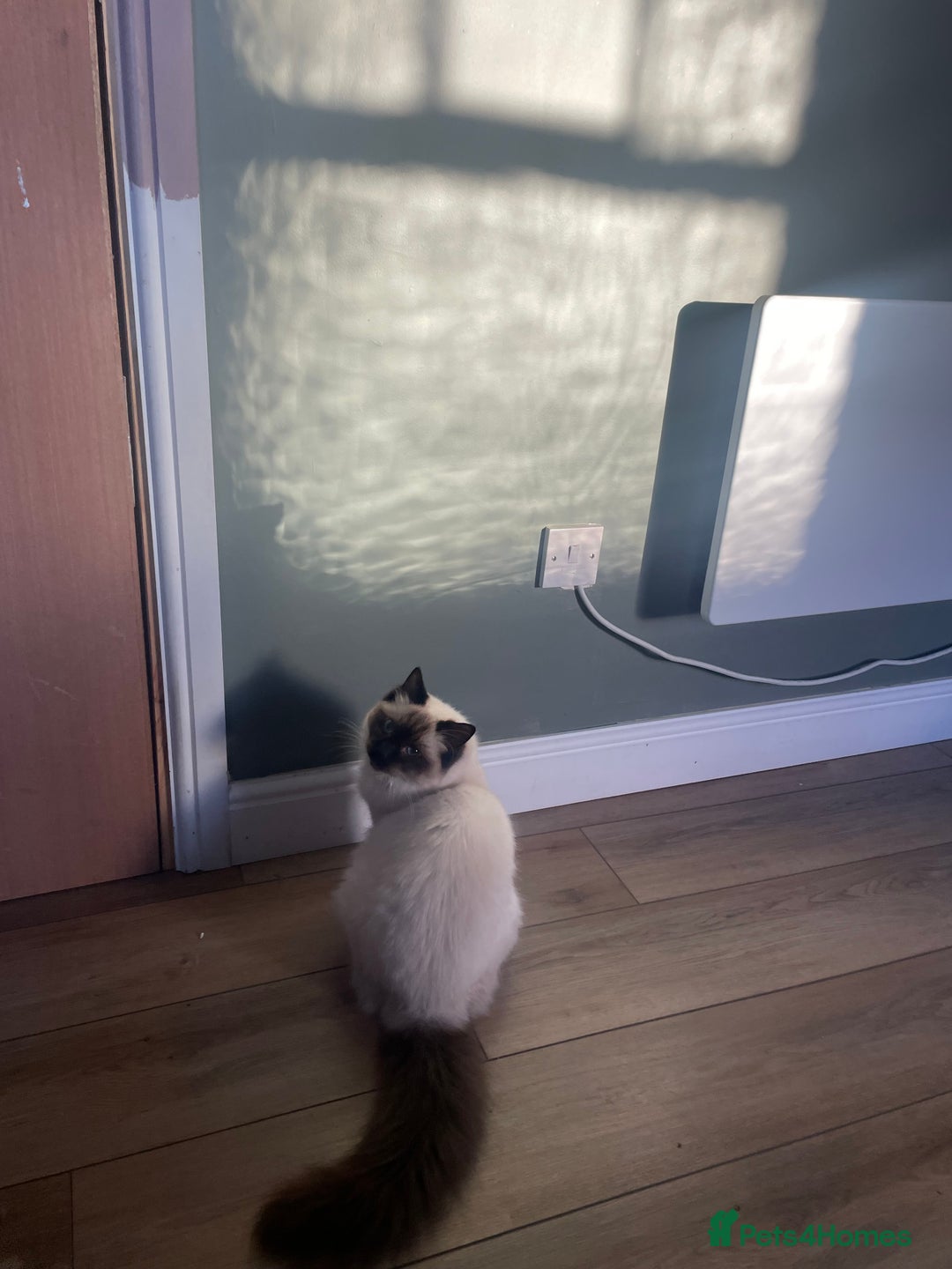 Ragdoll cats for sale: Ragdoll Cat/Kitten 8 months £200 - Advert 10