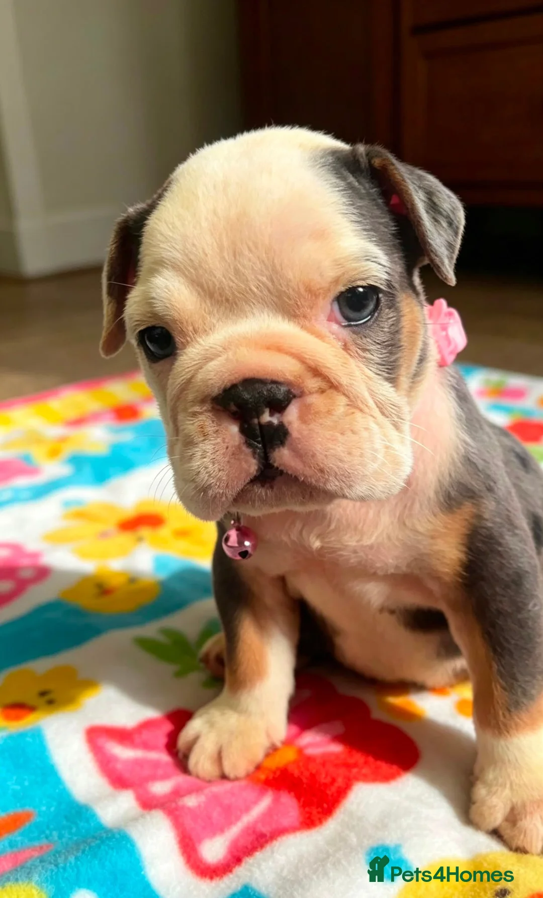 English Bulldog dogs for sale: 4 stunning tri merle english bulldogs - Advert 16