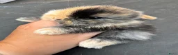 Mini Lop rabbits for sale: Mini lop baby bunnies  in Deeside - Advert 6