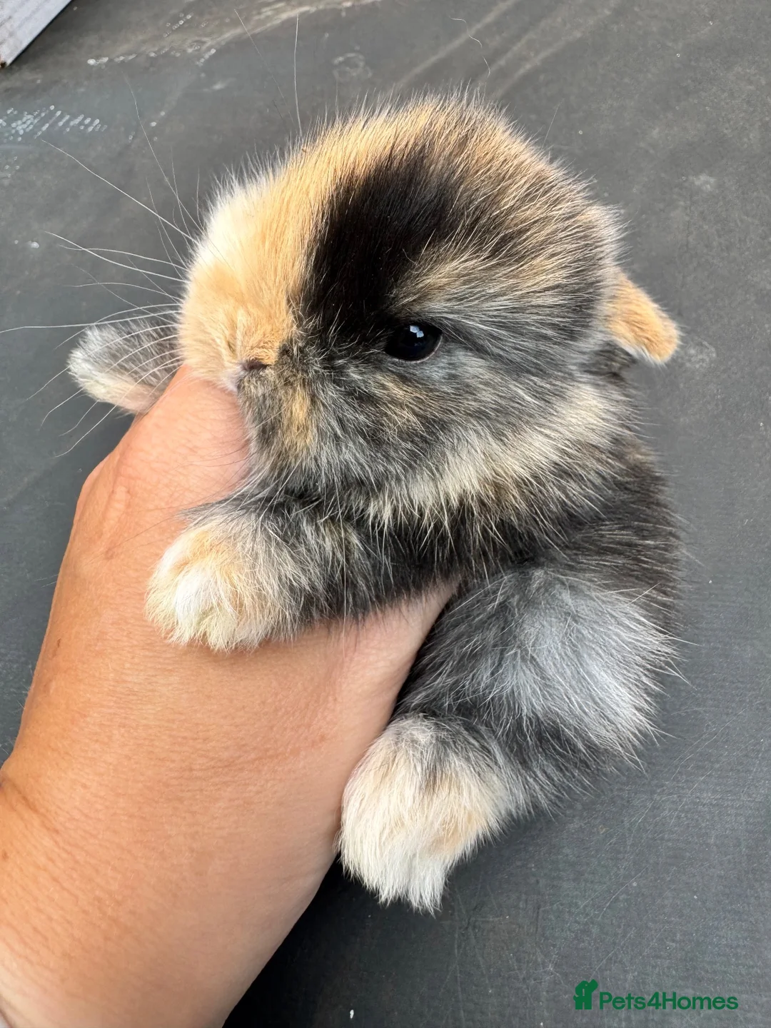 Mini Lop rabbits for sale: Mini lop baby bunnies  in Deeside - Advert 6
