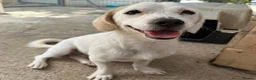 Mixed Breed dogs for adoption: Margot in Oxford - Advert 5