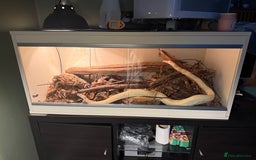 Boa Snake reptiles for sale: Albino red tail boa constrictor  - Image 1