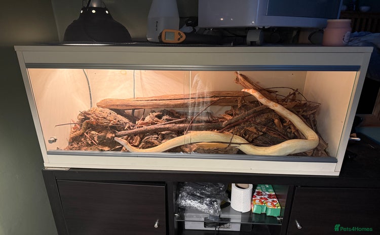 Boa Snake reptiles - Advert 1