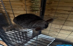 Chinchilla rodents for sale: x2 chinchillas  - Image 6