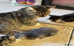 Domestic Shorthair cats for sale: 6 beautiful kittens for sale!!  - Image 11