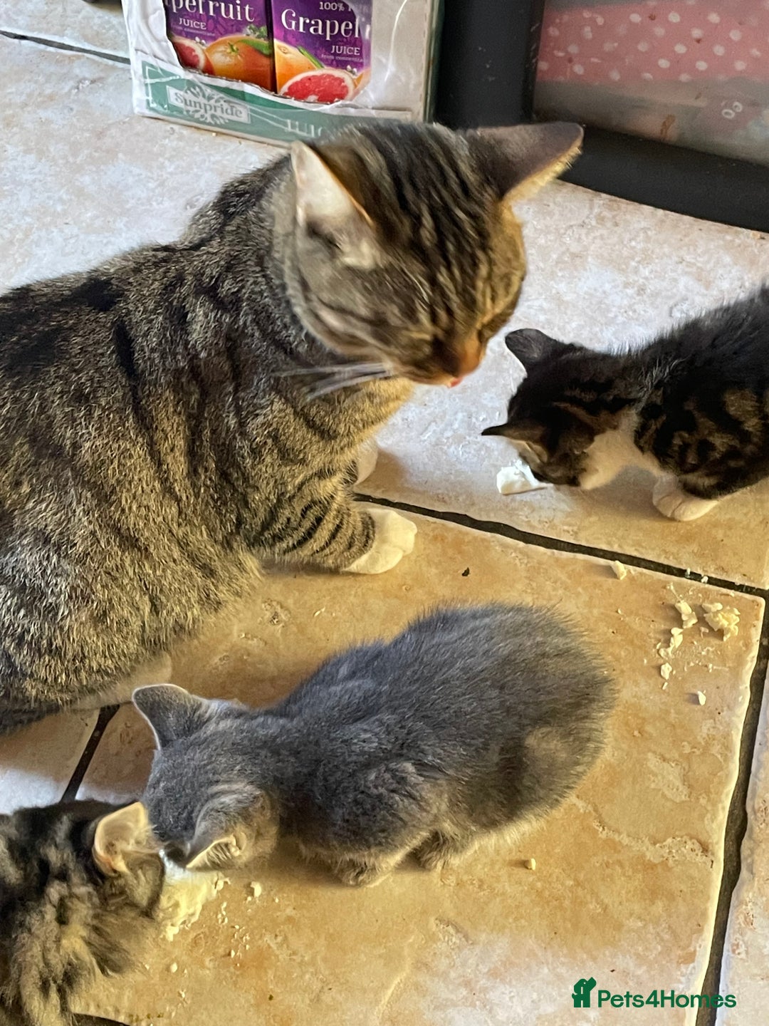 Domestic Shorthair cats for sale: 6 beautiful kittens for sale!!  - Image 11