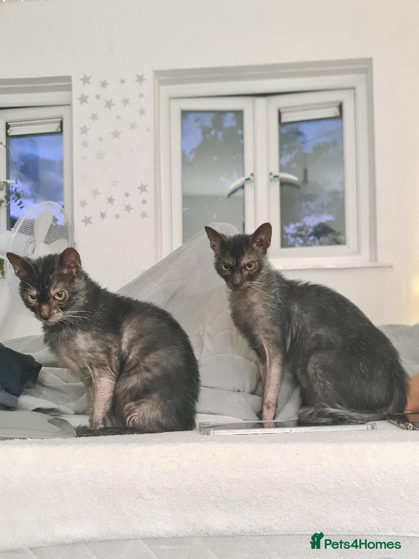 Lykoi cats TICA Black Roan Lykoi Pair. Full breeding rights - Advert 2